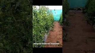Low-Cost Wire Rope Shade Net House : The Perfect Solution for Hot & Dry Conditions! | Summer Harvest