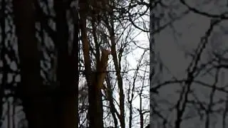 Watching a big fox squirrel about 60 yard away