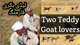 Goat farming in Pakistan|| Teddy goat farming||teddy bakri farming