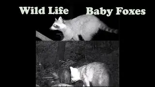 2 BABY FOXES  -WILD LIFE - TRAIL CAMERA