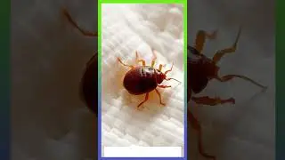 How to Detect and Eliminate Bed Bugs from Mattress ✅   #bedbugcontrol #bedbugs