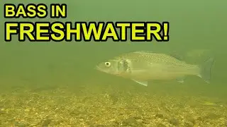 Sea Bass with Freshwater Fish in a River
