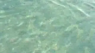 WINGS - iDolphin