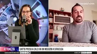 Gatto preso a calci in un negozio a Siracusa
