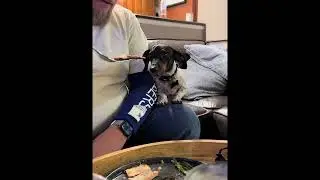 Funny 😂 Puppy Jumping Video 🐕 #pets #cute #puppy #dog #animals #shorts