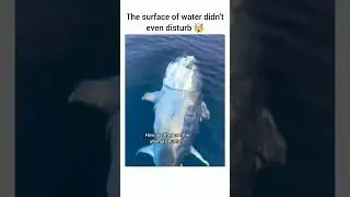 Follow for more inspirations 🙂#animals #fishing #fish