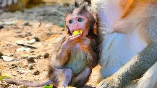 Primate monkey.../A small baby is hungry.../Superb life baby.../Nice clip
