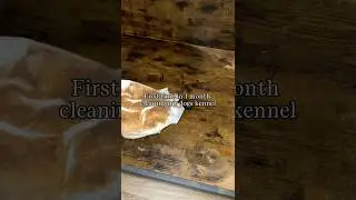 Cleaning my dogs DIRTY KENNEL #cleaningshorts #dogsofyoutube #dogmom #cleaningmotivation #cleaning