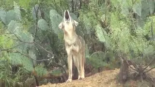 Coyote Howling in Mexico