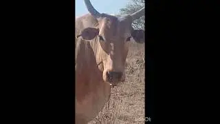 a seca tá judiando no sertão pernambucana tá o boi salgadinho