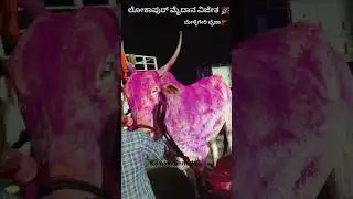 #trending #bull #terabandirace #farming