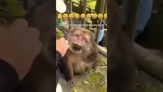 Monkey laughing🤣🤣