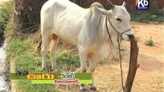 kanjar maooru