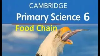 Food Chains & Food Webs Cambridge Primary Science 6 (Part 1)