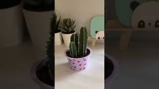 Cute desk decor ആയാലോ🌵✨#shorts #shortfeed #deskdecor#malayalamcraft  #cutedecor #diy #diymalayalam