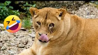 Katanga Lion Funny Moments