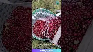 This Berry Rake Thingy is Oddly SATISFYING & Makes Me Want Jam! 🍓😂 #berries #oddlysatisfying #asmr