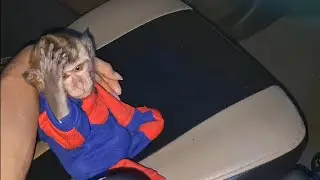 baby pipi monkey is already big