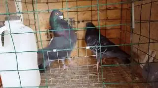Favorite Pair Moroncelo/Morrillero Cock and Morrillero/Cuban Pouter Hen