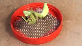 Disabled Mantis Feeding / 餵食傷殘螳螂