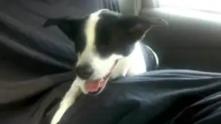 Rya'c panting in the car.