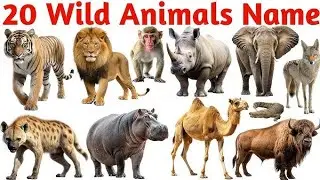 20 Wild Animals | Learn 20 Wild Animals Names for Kids English Vocabulary Preschool