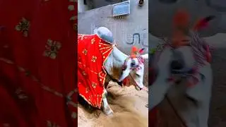 Dangerous Bull in Karachi😳 | Heavy Sibbi Bull | @Adilkhalifah #sibbibull #bakraeid2024 #hajj