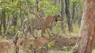 Tiger vs Indian bison (Gaur) attack fail | Umred Karhandla wildlife sanctuary | Gothangaon Nagpur