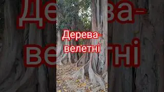 #weird #giant #trees in #alicante дивні #дерева #велетні у #аліканте #2025 #travel #nature #plant