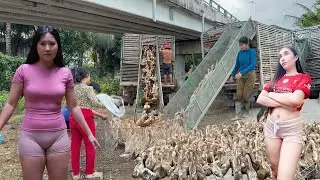 Amazing journey: Boats and trucks carry thousands of ducks to the fields in search of natural food