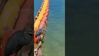 Птица🦤🌀 #like #fishing #life #nature #live #travel #sea #bird #birds #fishing #gn #bird #sun #labubu