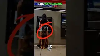 The Protective Dog 💀 #shorts #dog #trending