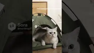 &ldquo;Cat Tent & Dog House&rdquo;