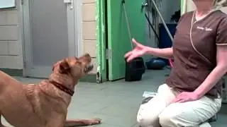 ADOPTED * Brooklyn loves playing fetch