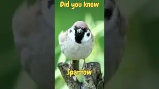 Did you know | Sparrow | Birds | Fun Facts for Kids