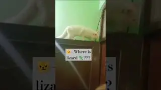 Cat looking for lizard|| #cat #cats #catlover #ytshorts #shortsfeed #shorts #youtubeshorts #youtube
