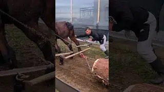 -&Scaron;traparijada- Sanski Most [draft horses]
