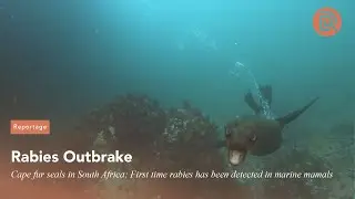 Seals with Rabies