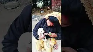 abhi Bandar tu bhi brush Karega swat #video# viral #trending#