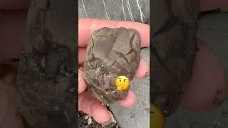 Найдите окаменелый копролит⁉️ #находкинапляже #охотникзаокаменелостями #открытиеокаменелостей
