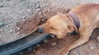 Rock Crusher Kennels Tank versus red , pit bulls, Ch Chinaman, cottingham's Redman, Garners Escobedo