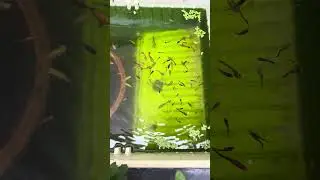 Guppy Fish feeding | Fridge Tank #guppy