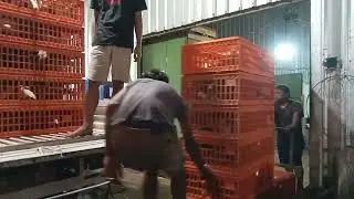 Bibit ayam petelur/pulet siap bertelur