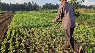The Process of Genius Farmers Cultivating the Land Using Unique Tools - Agriculture Farming