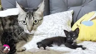Mischievous Uncontrollable Rescued Kitten First Meeting with Motherly Resident Cat