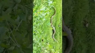 Snake in apartment