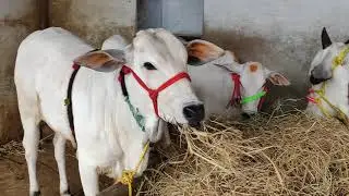 Ongole cows for sale kurnool @ 7013995429
