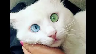 Purr fect Companions  Top 10 Advantages