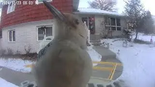 Daily Birdwatching - Netvue Birdfy Birdfeeder Cam - December 23, 2024