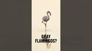 Flamingos Aren&rsquo;t Born Pink 🤯🦩